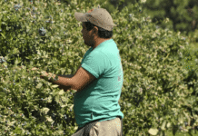 El RENATRE y el Gobierno de Mendoza capacitan a inspectores en la fiscalización y control del cultivo de cannabis trabajador rural renatre