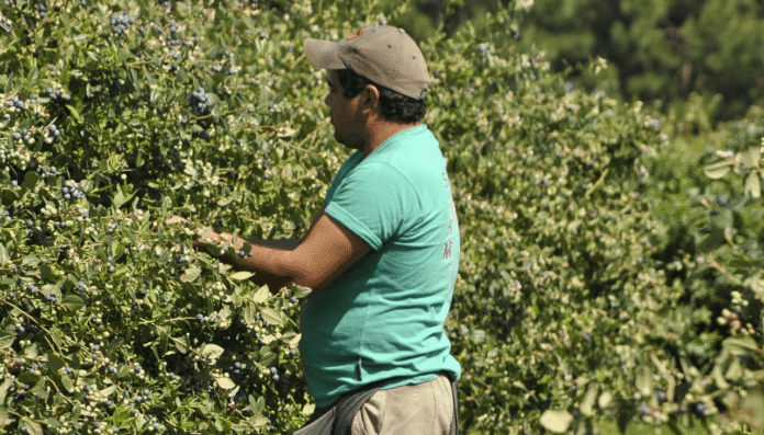 trabajador rural renatre