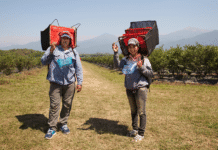 El RENATRE participó de la jornada del INTA en La Rural y expuso sobre «Desafíos y herramientas para el empleo rural» trabajadoras rurales uatre renatre