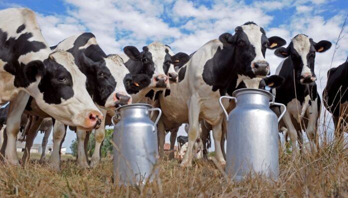 vacas tambo coninagro