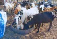 Suplementación estratégica para cabras en zonas áridas