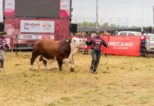 Tras una experiencia inaugural exitosa, la Expo Braford Avanza redobla la apuesta en su segunda edición