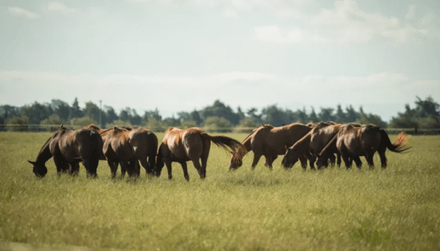 Con la primavera cada vez más cerca, los propietarios de caballos vuelven a poner el foco en la prevención de la encefalomielitis equina.