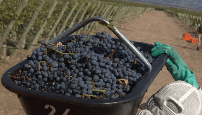 cosecha vid uvas vitivinicultura