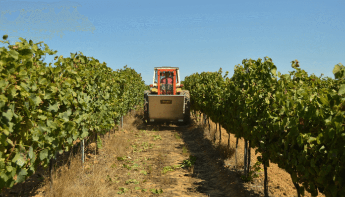 cosecha vinedo mendoza
