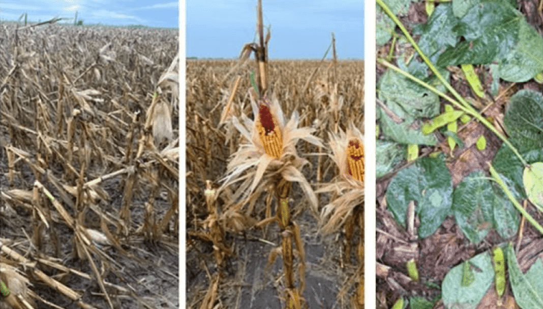 danos-tormentas-zona-nucelo-1068x609