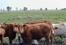 El bovino Criollo pieza clave para la ganadería