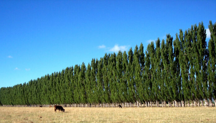 script img amico foto 1