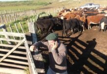 El RENATRE inició la segunda edición de la capacitación virtual sobre alambrado eléctrico para ganadería con más de 800 inscriptos segunda scaled