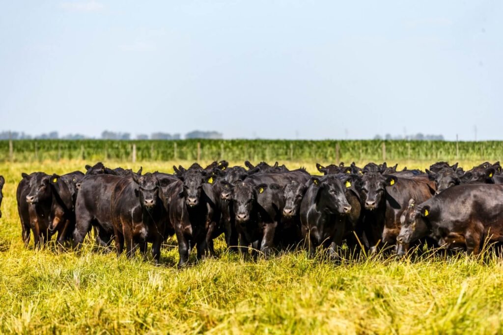 ganadería argentina cadena cárnica argentina invernada precios ternero