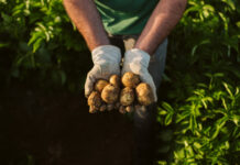 Tecnología y sustentabilidad: el modelo agrícola que PepsiCo expande en Argentina
