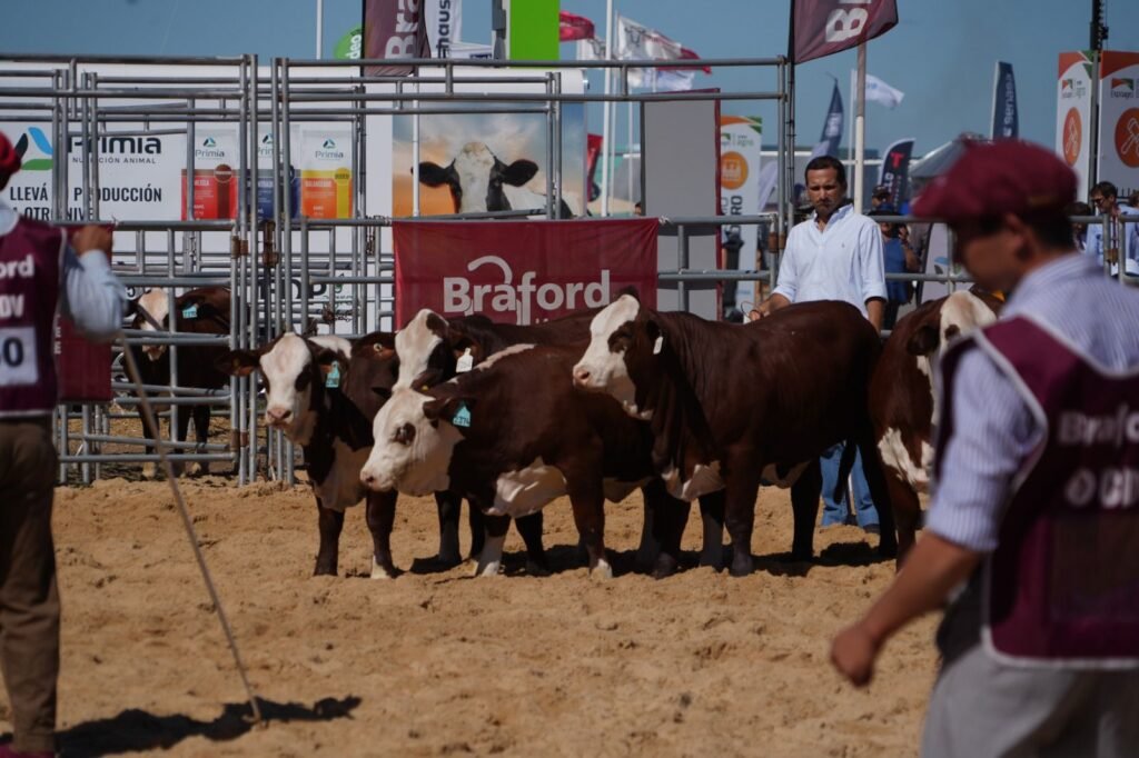 La decisión final: el momento clave de la jura donde se define el futuro genético de la raza en Argentina.