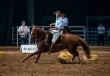 Argentina pone en juego su mejor genética en criollos: se define la selección de caballos para el mundial de la raza La definición en Palermo marca el último paso antes del “mundial” de la raza, donde Argentina buscará consolidar su liderazgo internacional en genética equina. Créditos fotos: @sollacase.fotos @polisphotos