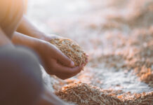 Arroz: radiografía del comercio y desafíos para el sector