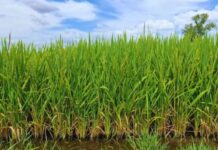 KIRA INTA: El arroz que conquista los mercados prémium del mundo