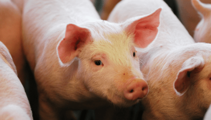 cerdo lechon porcino sagyp