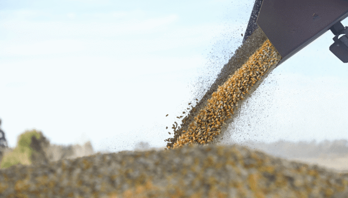 cosecha maiz granos gobierno