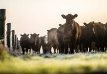 Feedlots: Récord de existencias y cambios en la composición de la hacienda