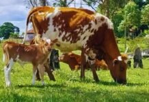 Bovino Criollo, entre las razas con resistencia natural a la garrapata