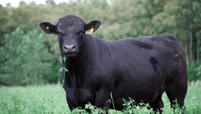 novillo ganaderia hacienda