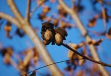 El mercado de la nuez Pecán crece y se expande