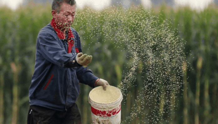 productor chino soja reuters