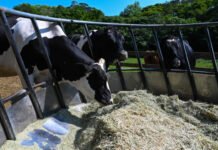 Tambo: Más litros para cubrir los costos