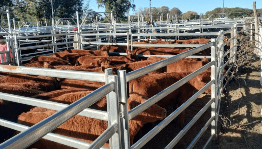 Especialistas sostienen que mejorar la eficiencia reproductiva permitiría aumentar hasta un 25 % la producción de carne vacuna.