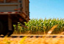 Maíz: El rubro fletes lidera las subas en los costos del cereal