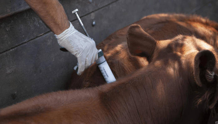 vacunacion antiaftosa senasa