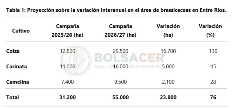 En la provincia de Entre Ríos para el ciclo agrícola 2026/27 se proyecta un incremento del 76% en el área destinadas a la siembra brassicáceas (colza, carinata y camelina), según pudo determinar el Sistema de Información de la BolsaCER.