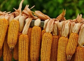 El impresionante récord del maíz: la cosecha superaría por un 28% a su anterior marca histórica 202008 Maiz