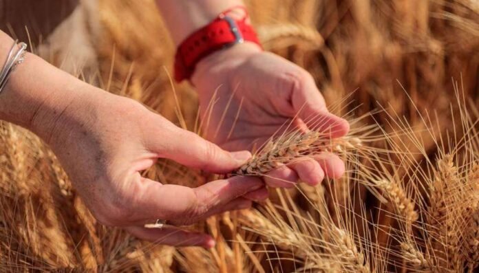 2026 PEOPLE TRIGO Balcarce OK 1