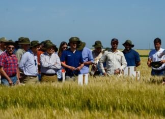 Preparación para la siembra de trigo con enfoque en selección de semilla y decisiones técnicas ALT3508.jpg