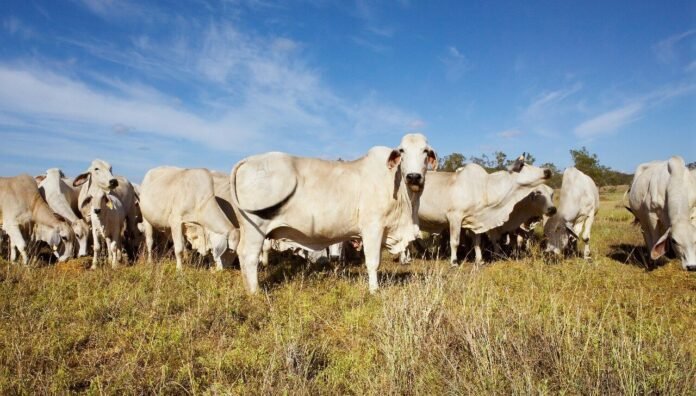 Brahman 2 e1754059359898