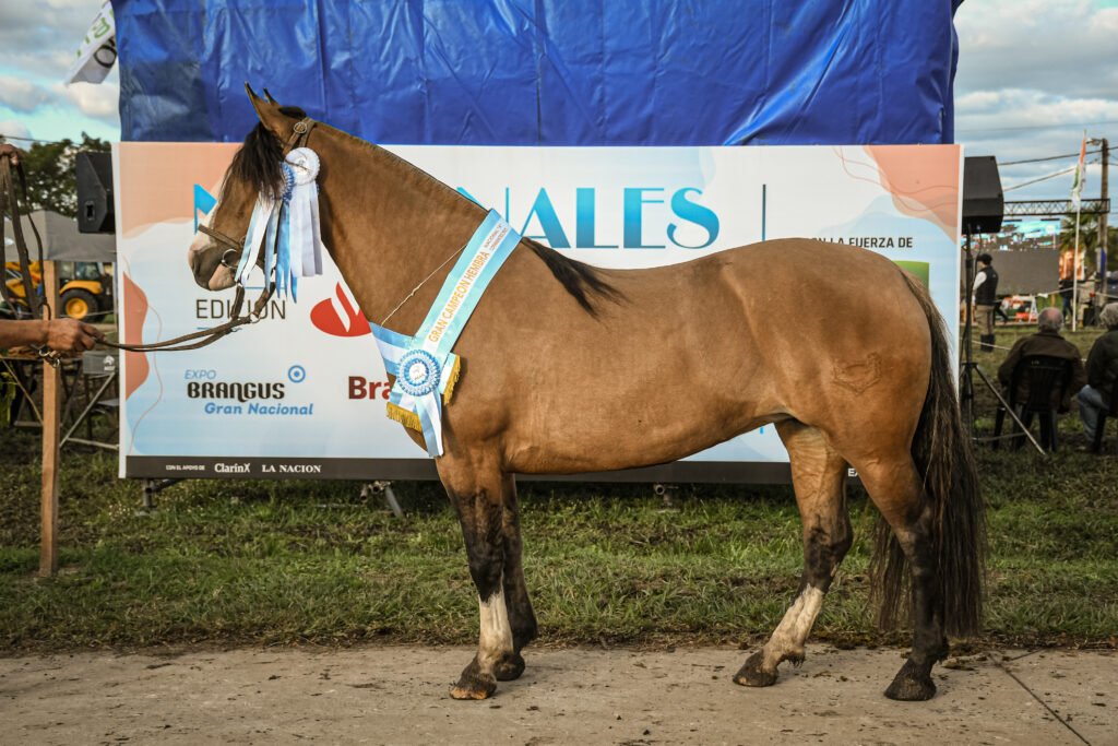 Del 24 al 29 de mayo de 2026, la Sociedad Rural de Corrientes, en Riachuelo, será el escenario de una nueva edición de las NACIONALES con la fuerza de Expoagro, uno de los eventos ganaderos más importantes del país.
