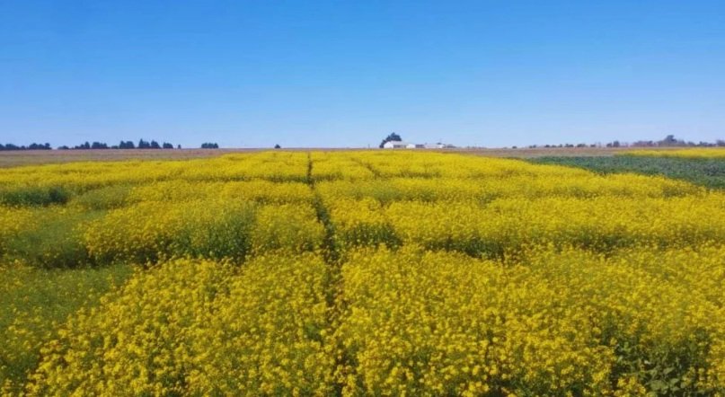 Un equipo de investigación del INTA presentó dos nuevas variedades de colza de tipo primaveral: Juana INTA y Floriana INTA.