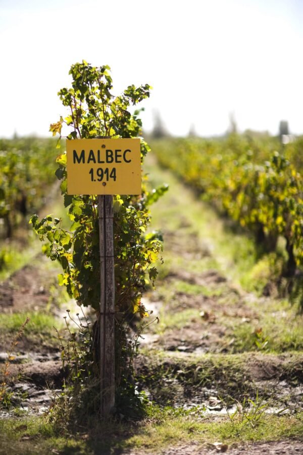 Clon Malbec 1914 scaled