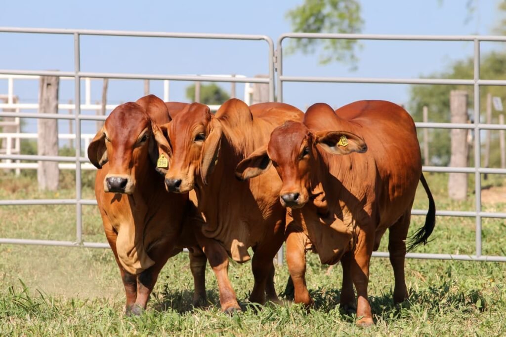 Del 24 al 29 de mayo de 2026, en Corrientes, el productor paraguayo Helmut Klassen llegará como jurado de la raza Brahman a las NACIONALES con la fuerza de Expoagro, el gran encuentro ganadero que reúne genética, pasión y negocios en el corazón del país.