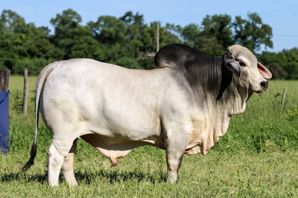 Del 24 al 29 de mayo de 2026, en Corrientes, el productor paraguayo Helmut Klassen llegará como jurado de la raza Brahman a las NACIONALES con la fuerza de Expoagro, el gran encuentro ganadero que reúne genética, pasión y negocios en el corazón del país.