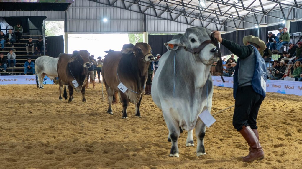 Del 24 al 29 de mayo de 2026, la Sociedad Rural de Corrientes, en Riachuelo, será el escenario de una nueva edición de las NACIONALES con la fuerza de Expoagro, uno de los eventos ganaderos más importantes del país.