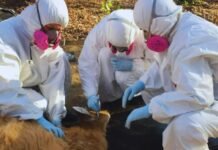 Detectan bacteria zoonótica en ciervos y garrapatas