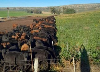 Viento favorable impulsa ganadería y redefine mapa mundial de la carne beneficiando a Argentina Imagen de WhatsApp 2025 09 25 a las 13.48.11 3b28f198