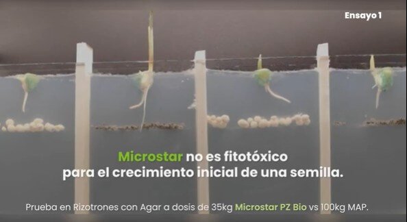 Microgránulos para campaña fina: nutrición localizada en el momento crítico Microstar microgránulos aplicados junto a la semilla