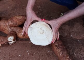 Precios estancados y caída de la demanda agravan la crisis en economías regionales Mandioca que supero a la de Corrientes