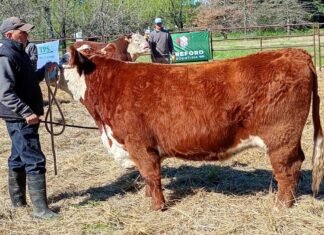 Escuela de Jurados Hereford 2026 ofrece formacion desde genetica hasta carne para seleccionar reproductores WhatsApp Image 2025 08 25 at 1.23.55 PM 1