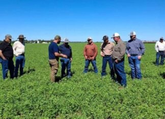 Fertilización de precisión impulsa rendimiento y calidad del maní argentino para conquistar mercados internacionales WhatsApp Image 2026 03 24 at 15.32.58