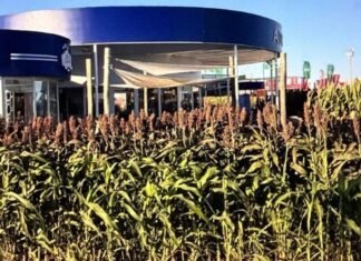 Investigadores argentinos desarrollan tecnica cientifica para impedir brotado prematuro de sorgo antes de cosecha WhatsApp Image 2026 04 07 at 3.54.53 PM