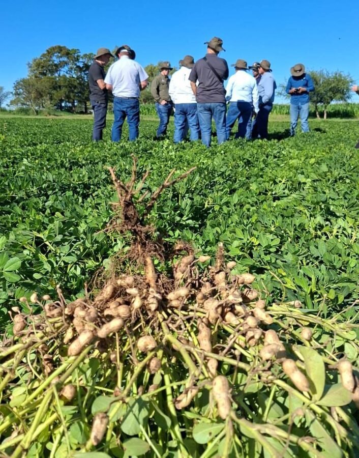 Muestreo de suelos y análisis de micronutrientes en campos de maní Muestreo de suelos y análisis de micronutrientes en campos de maní