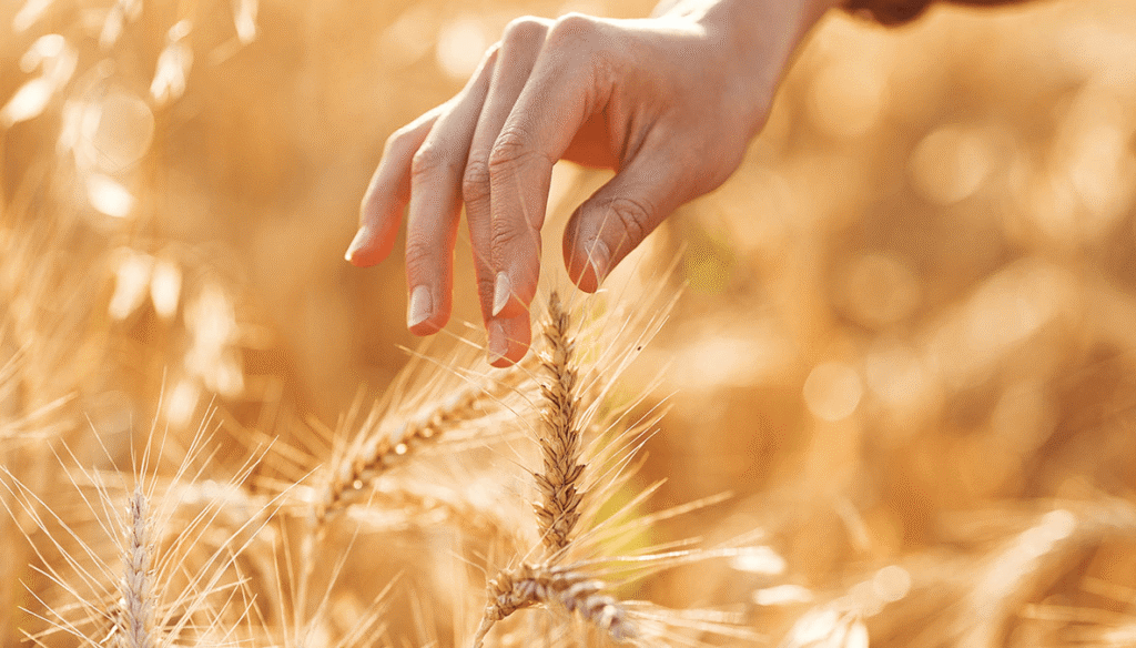 Haciendo cuentas para el trigo: ¿es tan grave la suba de los fertilizantes como para achicar la siembra? 3 aapresid trigo biologicos